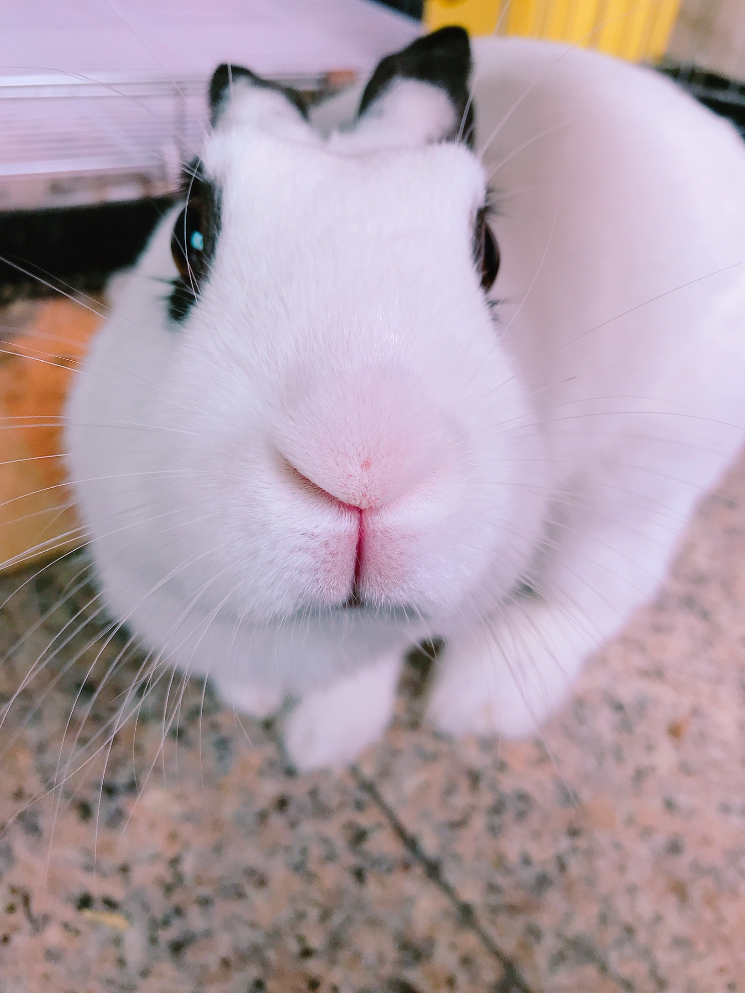 눈 주위 마스카라가 예쁜 토끼 파양 및 임보처 구합니다 2번째 사진