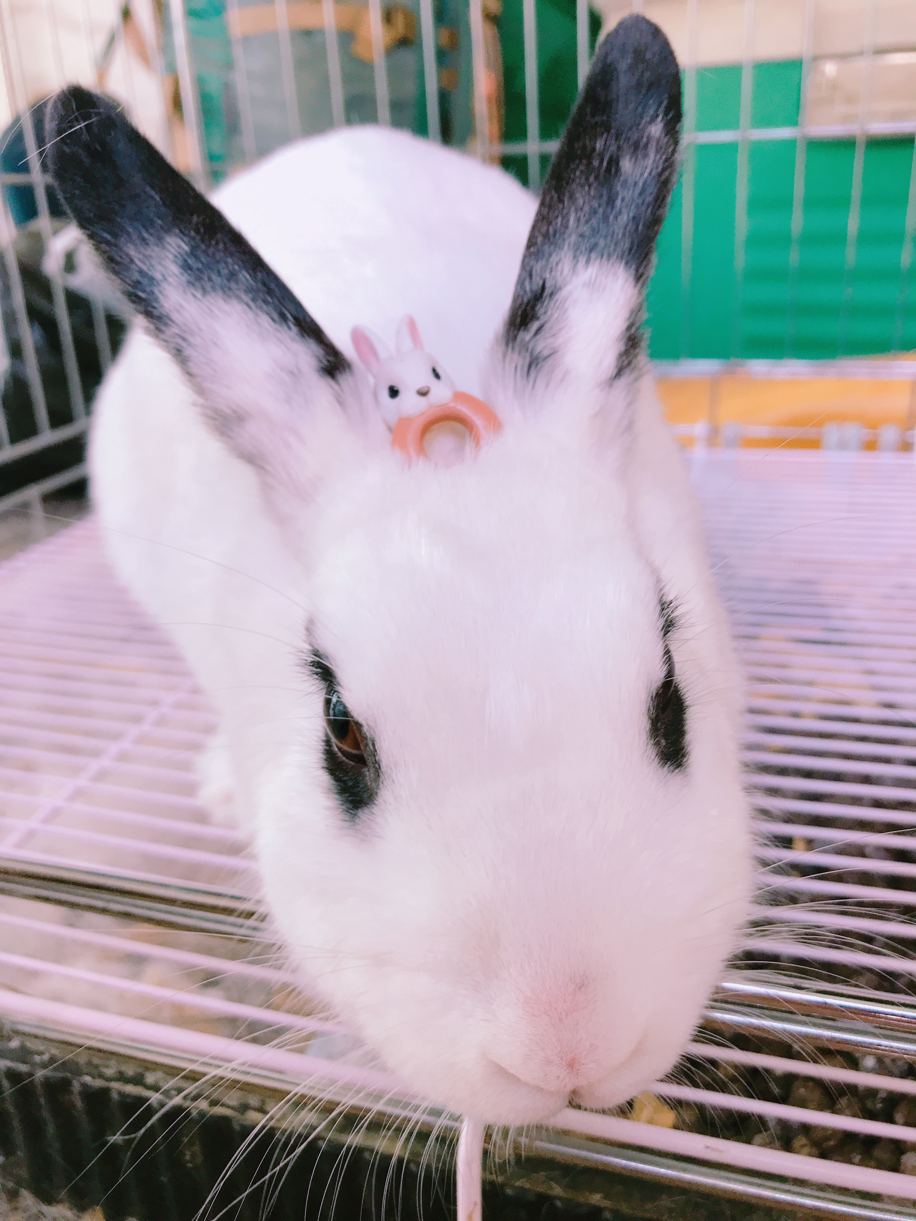 눈 주위 마스카라가 예쁜 토끼 파양 및 임보처 구합니다 5번째 사진