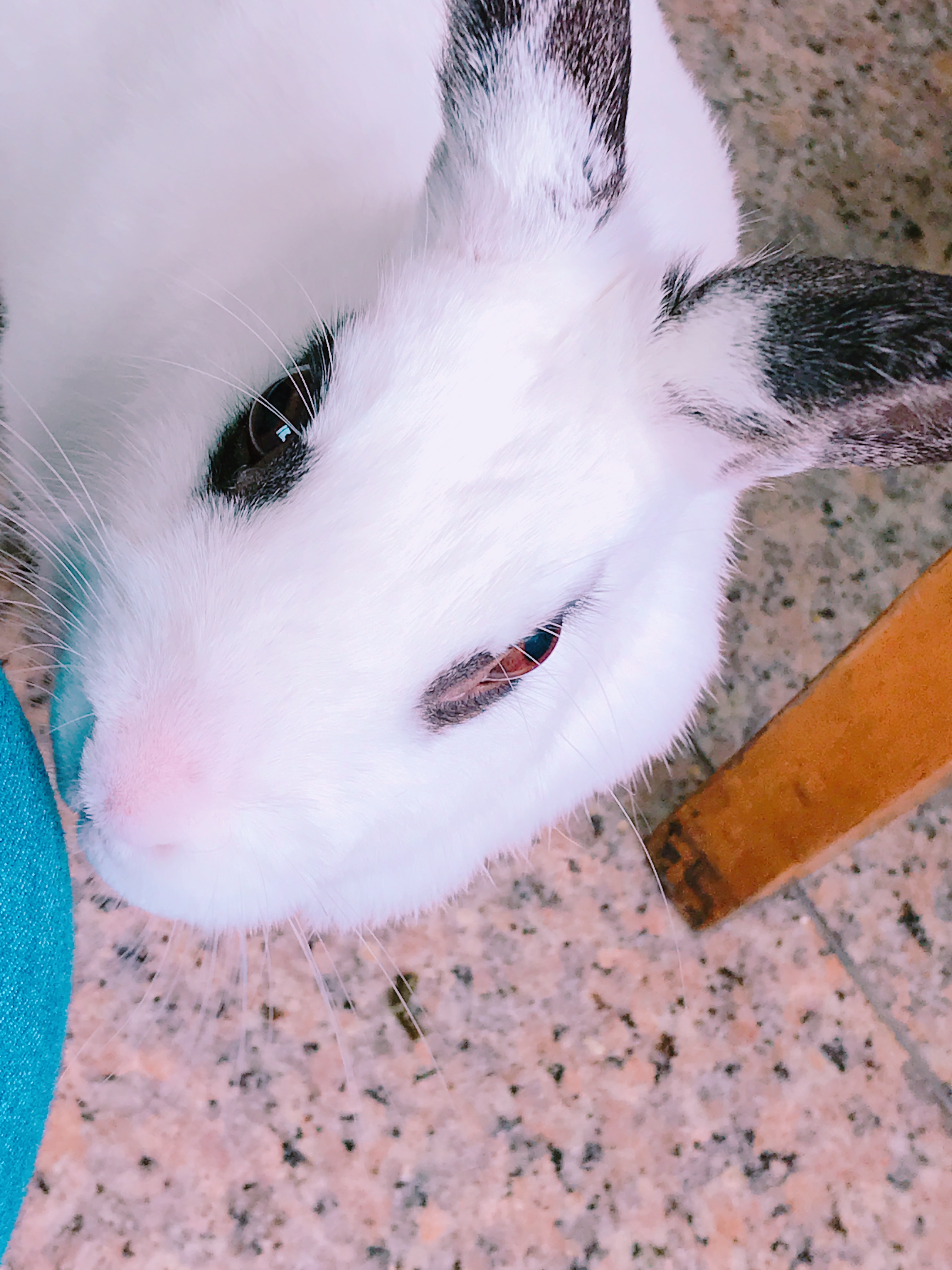 눈 주위 마스카라가 예쁜 토끼 파양 및 임보처 구합니다 3번째 사진