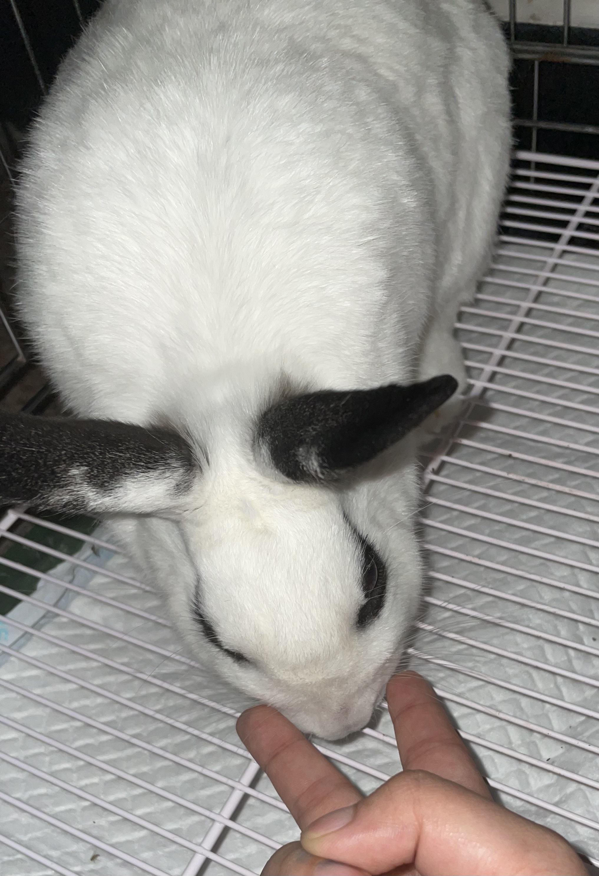 눈 주위 마스카라가 예쁜 토끼 파양 및 임보처 구합니다