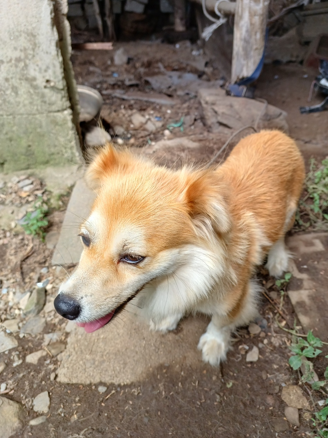 반려동물 개인 분양 | 강아지 고양이 소동물 책임 입양 - 펫찾기 17번째 사진
