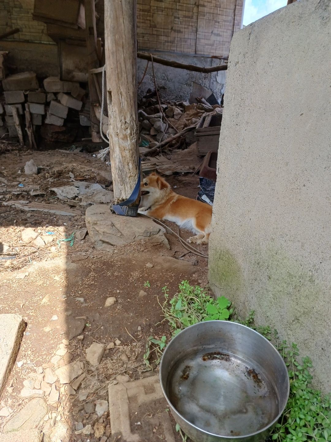 반려동물 개인 분양 | 강아지 고양이 소동물 책임 입양 - 펫찾기 19번째 사진