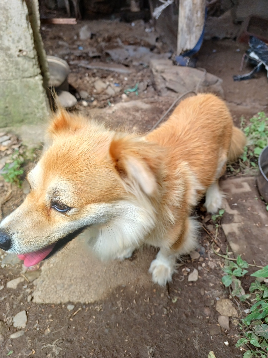 반려동물 개인 분양 | 강아지 고양이 소동물 책임 입양 - 펫찾기 18번째 사진
