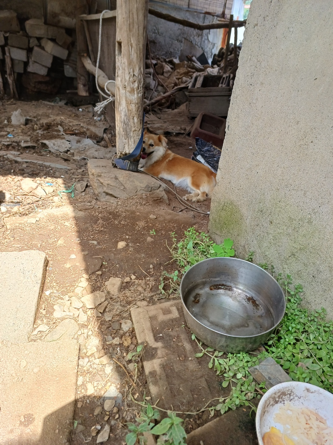 반려동물 개인 분양 | 강아지 고양이 소동물 책임 입양 - 펫찾기 16번째 사진