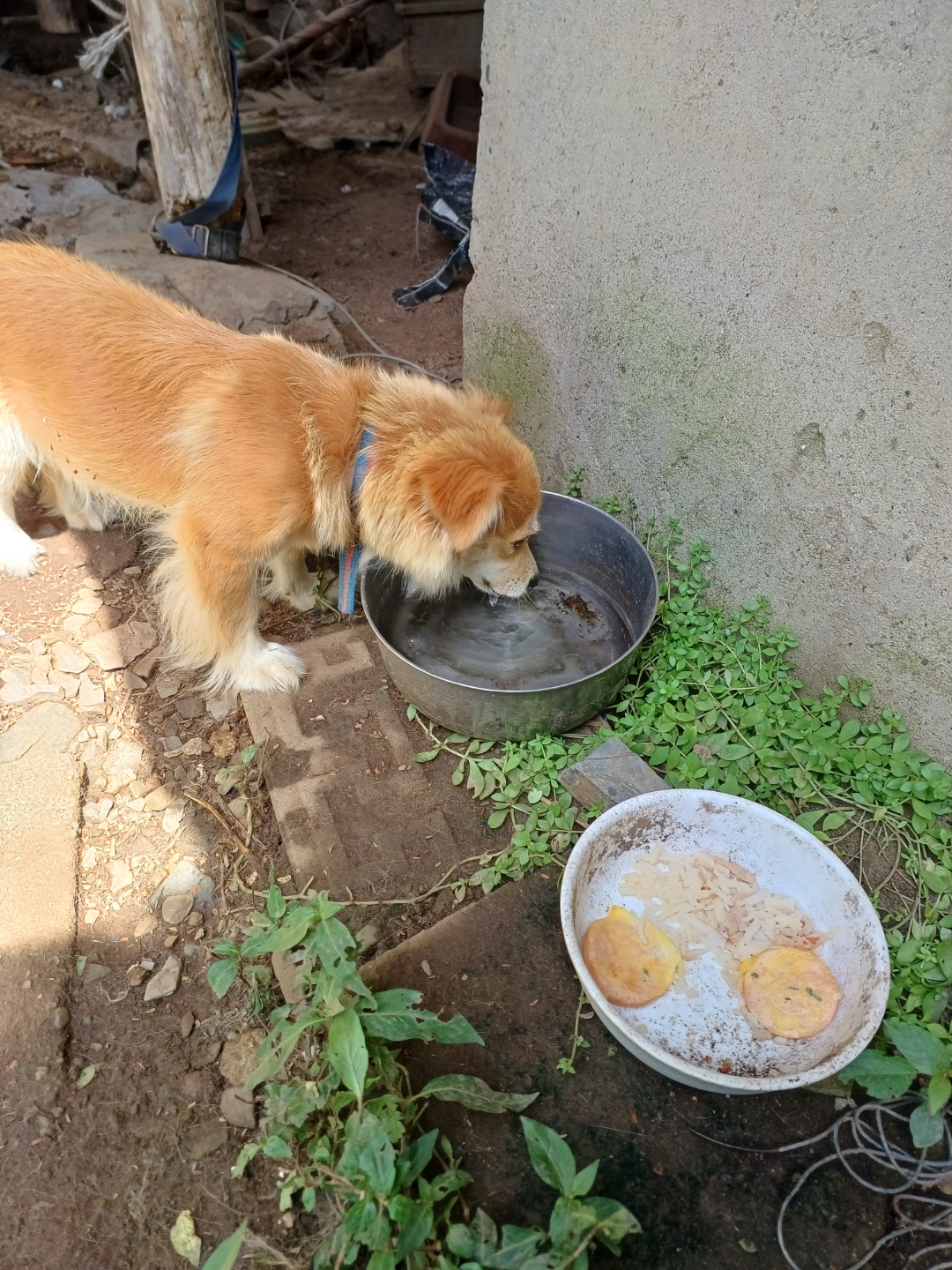 반려동물 개인 분양 | 강아지 고양이 소동물 책임 입양 - 펫찾기 14번째 사진