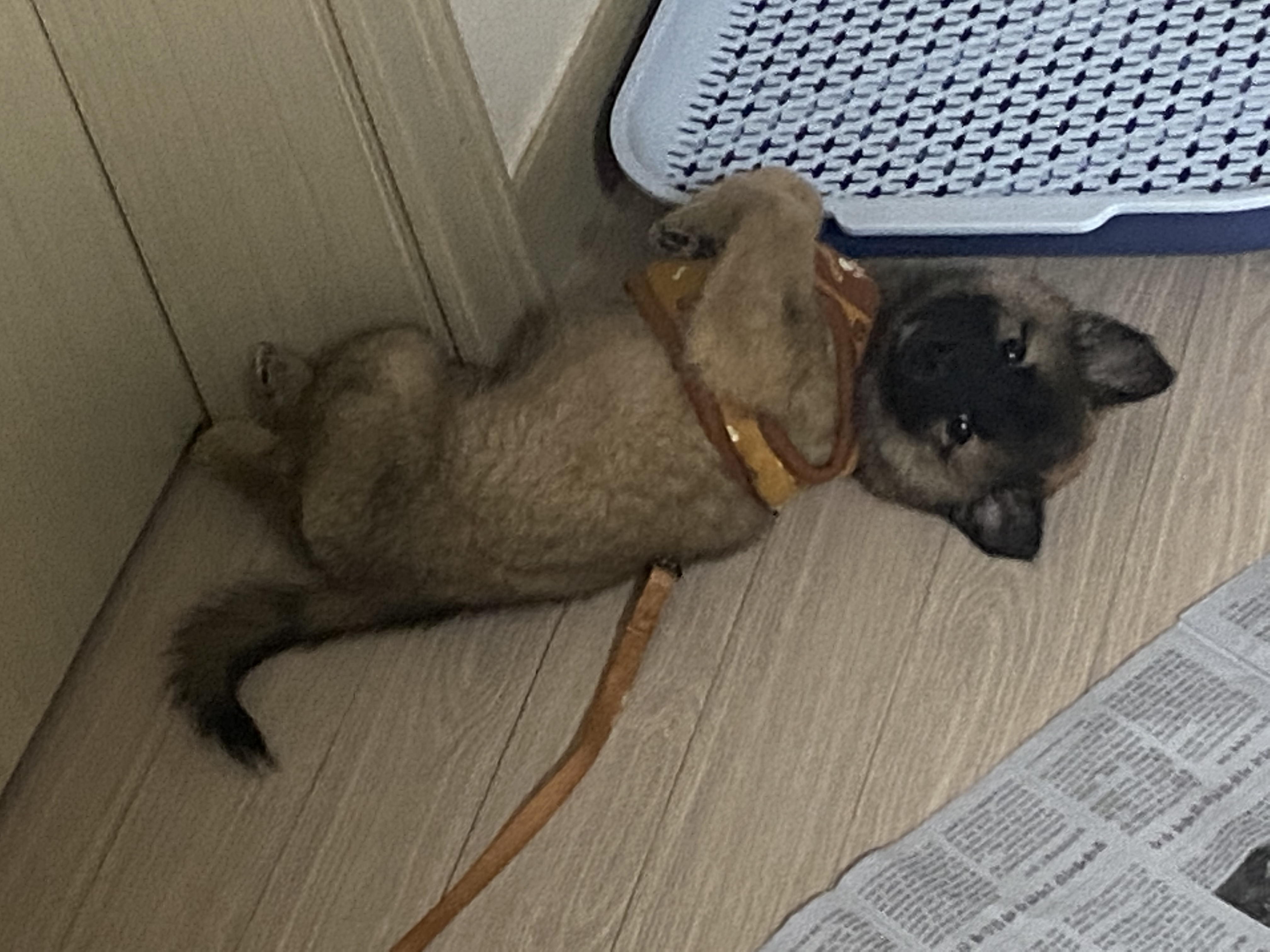 성품좋은강아지