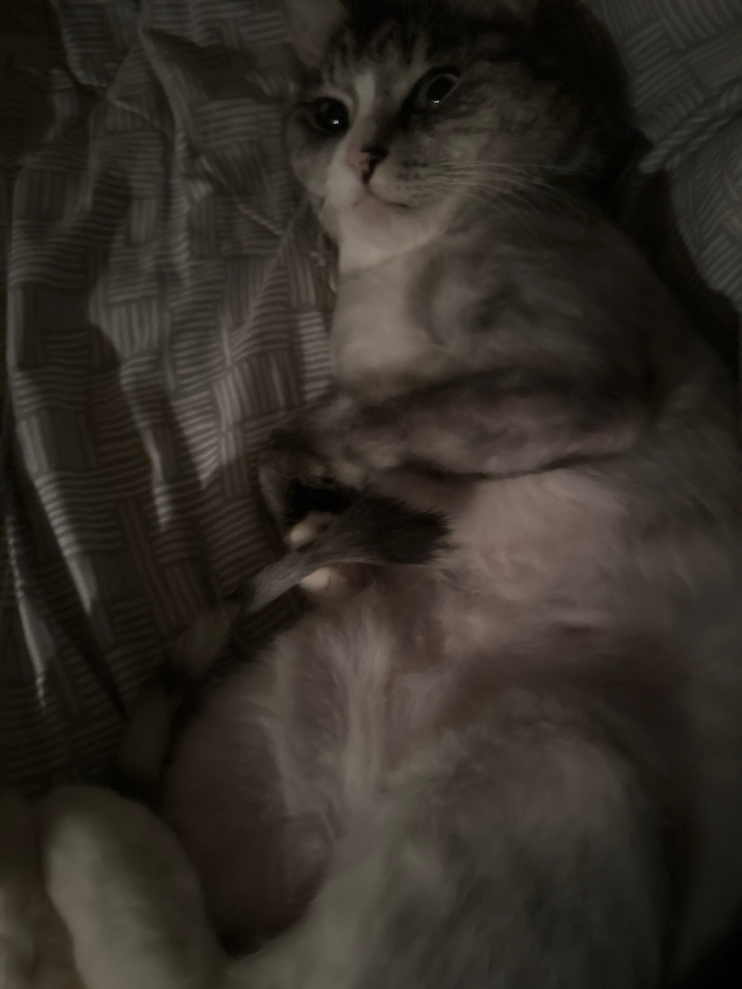 반려동물 개인 분양 | 강아지 고양이 소동물 책임 입양 - 펫찾기 44번째 사진