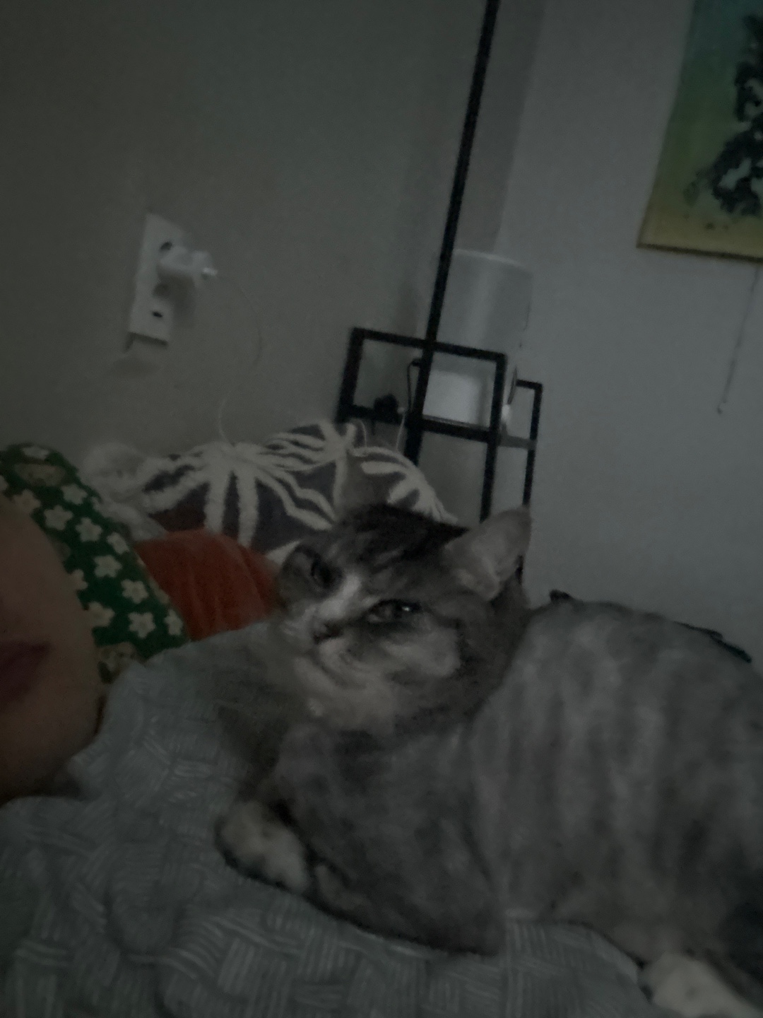 반려동물 개인 분양 | 강아지 고양이 소동물 책임 입양 - 펫찾기 46번째 사진