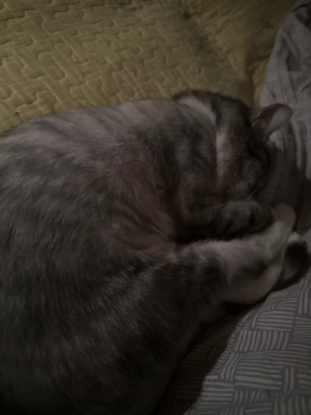 반려동물 개인 분양 | 강아지 고양이 소동물 책임 입양 - 펫찾기 45번째 사진