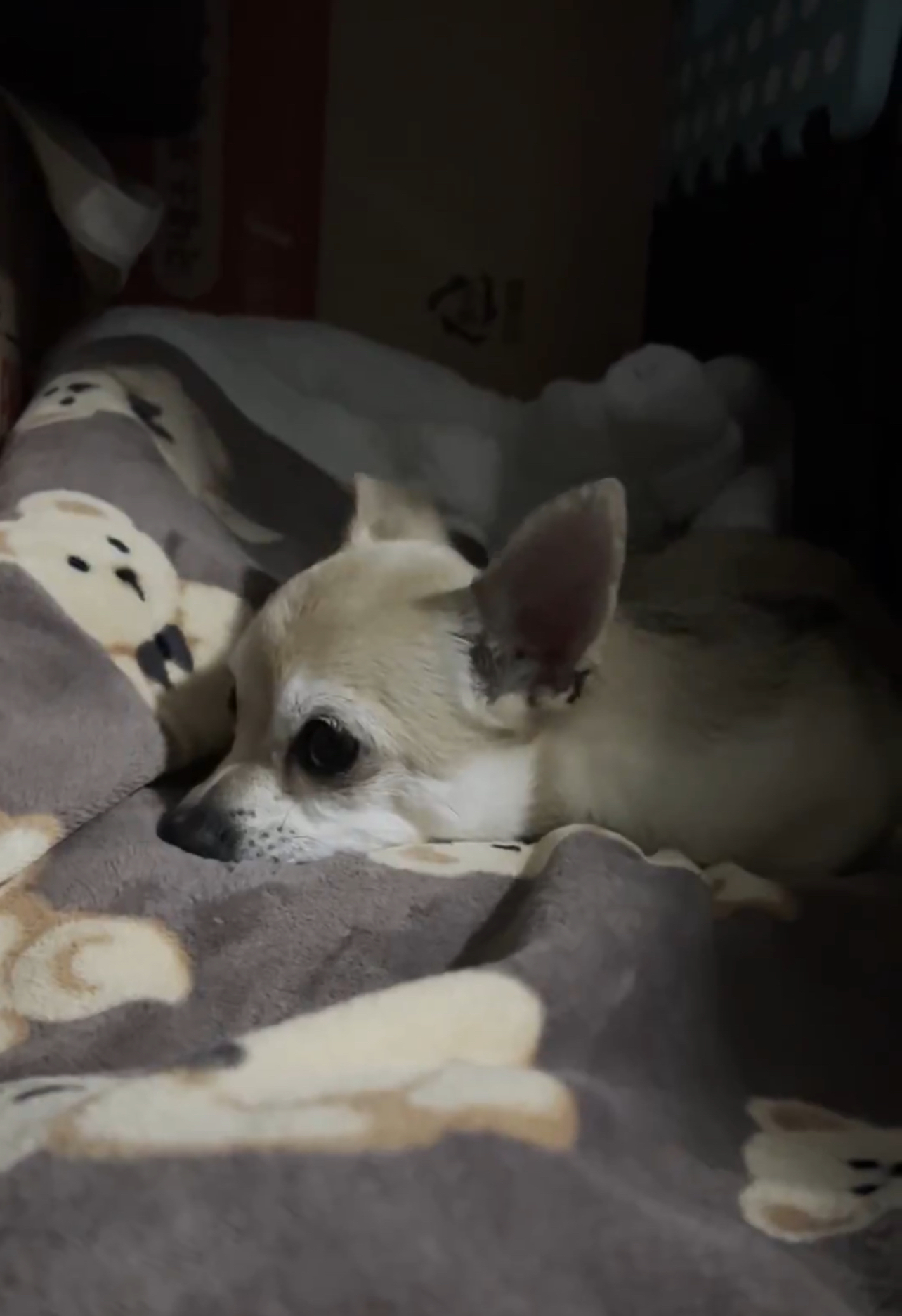 아이에게 소중한 가족이 되어주실 보호자님