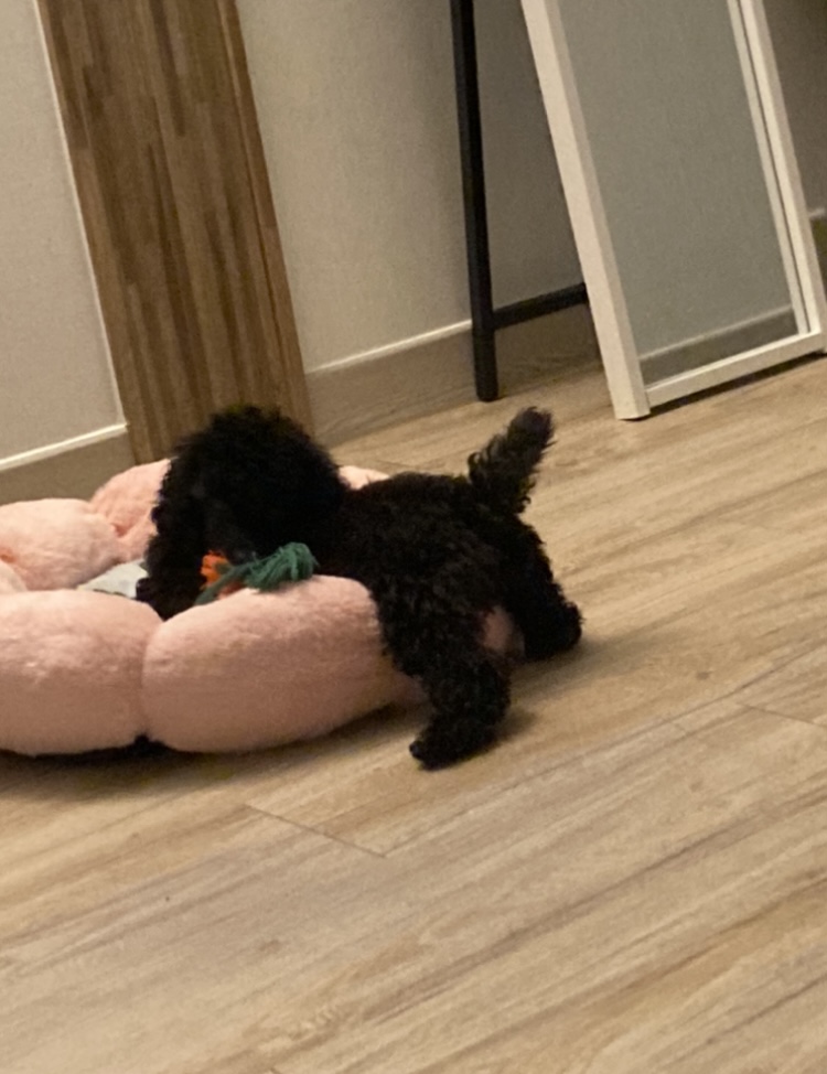 불랙푸들 5개월 남아