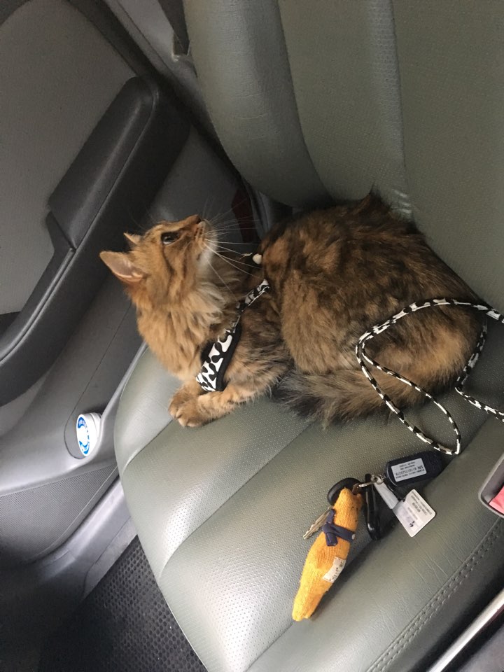 고양이 분양합니다