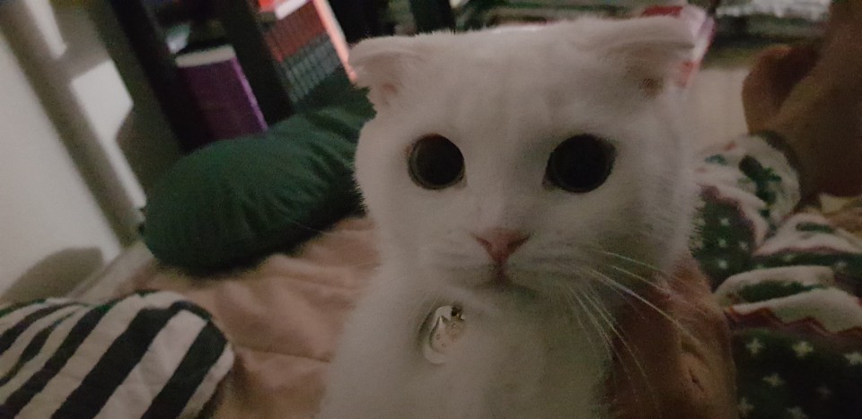 고양이 분양합니다 2번째 사진