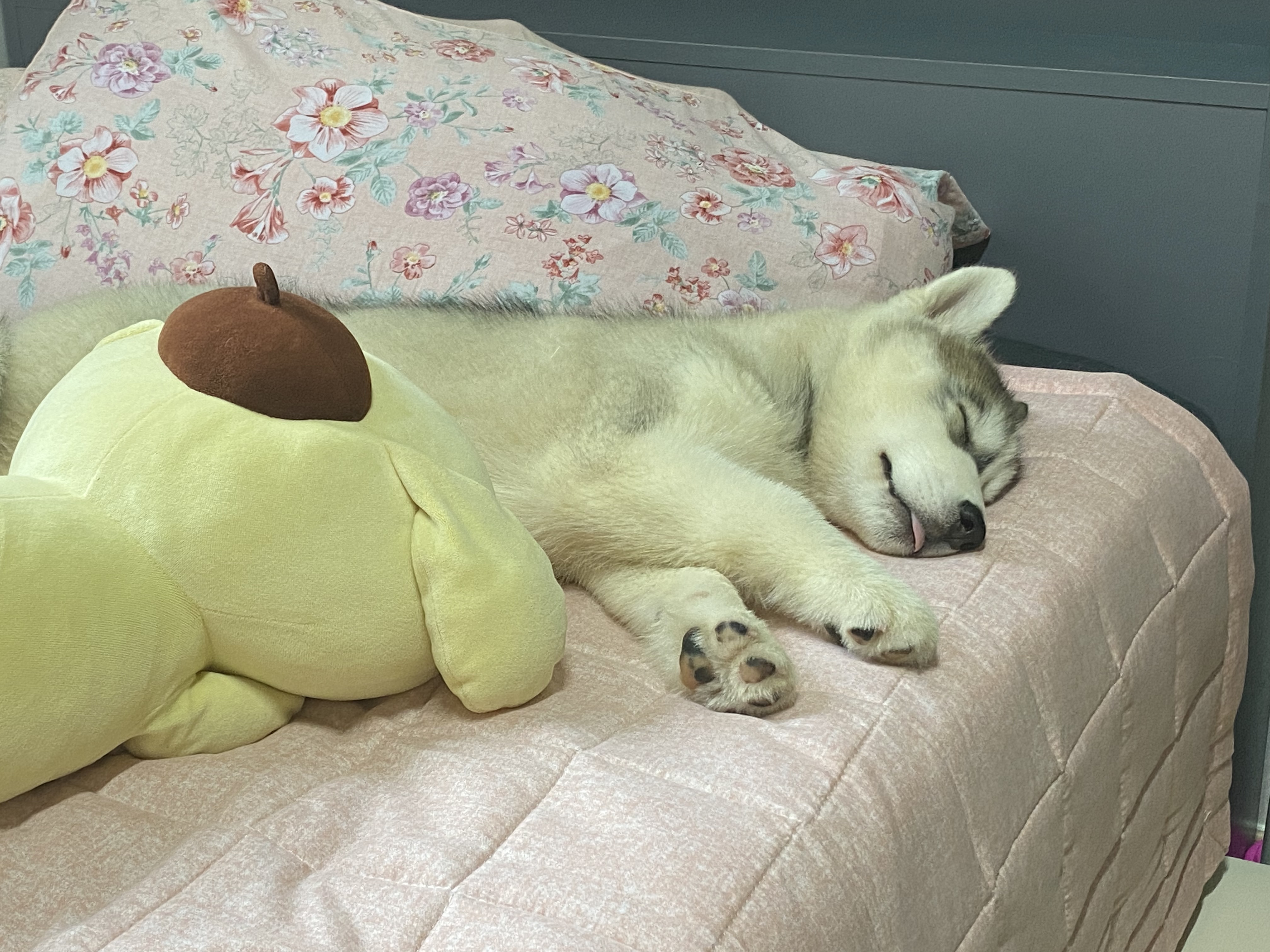 시베리아 허스키 2개월 남아 가정분양 2번째 사진