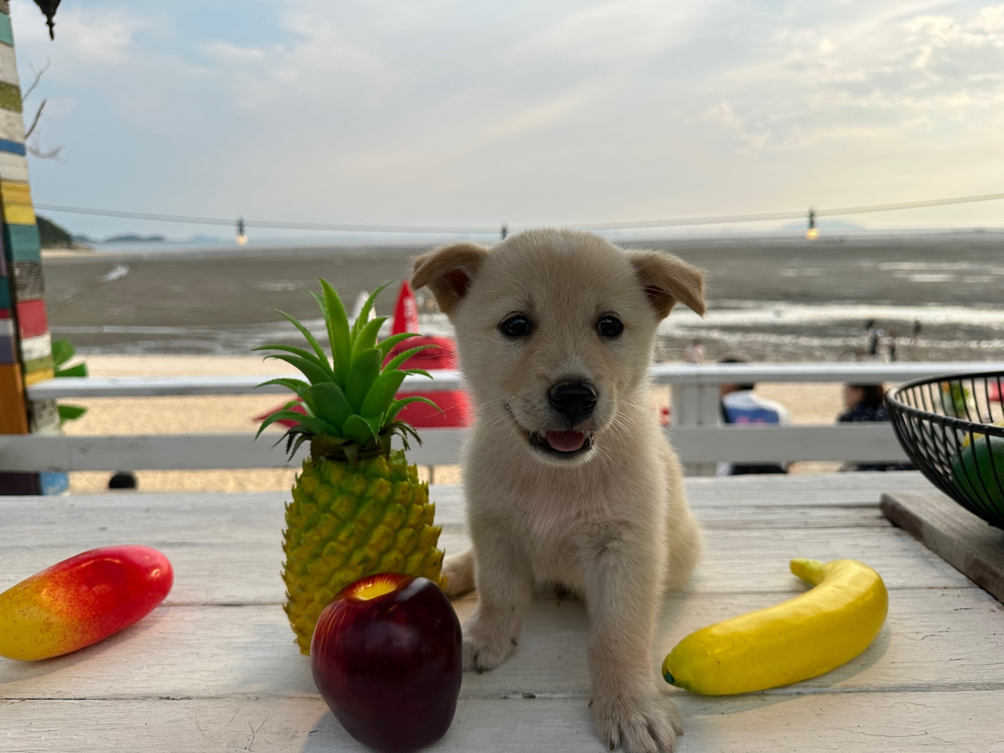 급구🙏🏽2-3개월 새끼강아지 좋은주인분 찾고있어요 2번째 사진