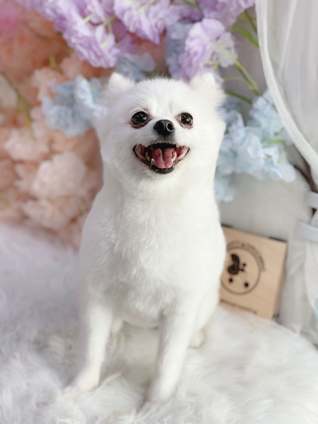 포메 두마리 남아 여아 파양 합니다. 4번째 사진