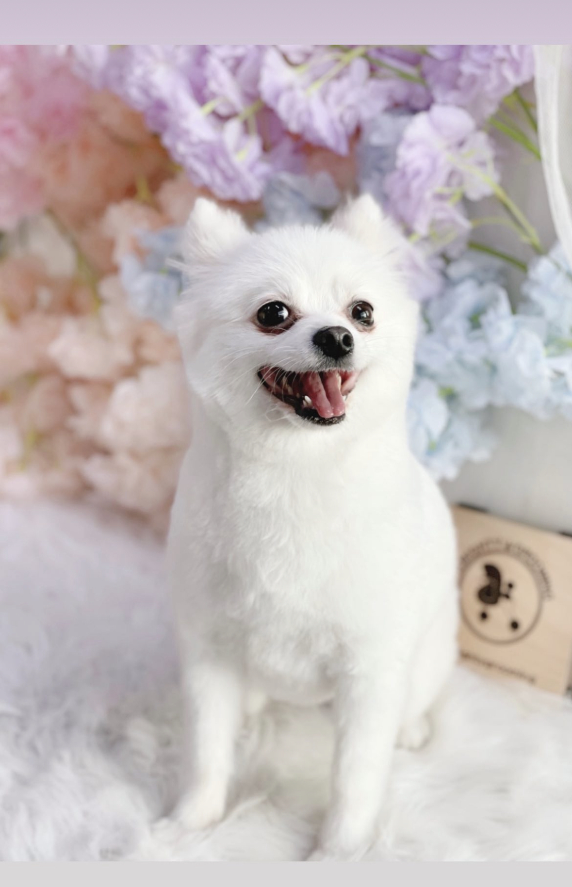 포메 두마리 남아 여아 파양 합니다. 3번째 사진