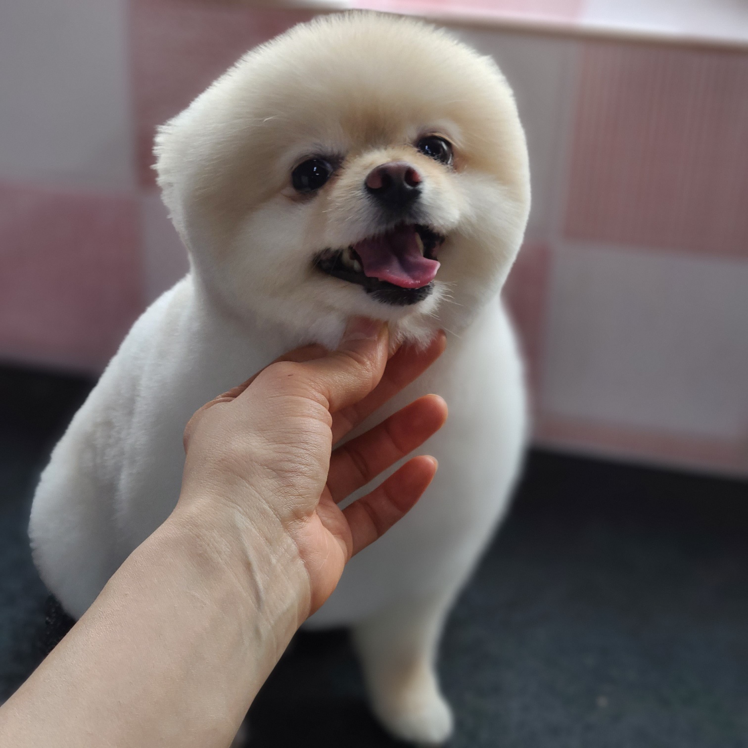 포메 두마리 남아 여아 파양 합니다.