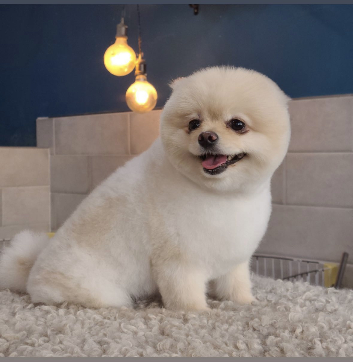 포메 두마리 남아 여아 파양 합니다. 2번째 사진