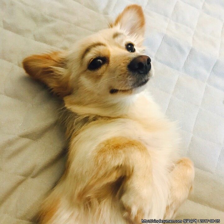 반려동물 개인 분양 | 강아지 고양이 소동물 책임 입양 - 펫찾기 14번째 사진