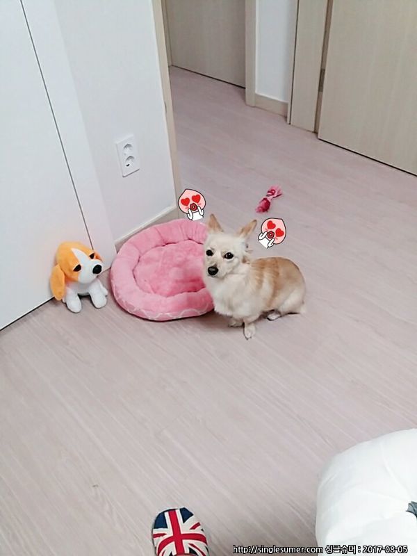 반려동물 개인 분양 | 강아지 고양이 소동물 책임 입양 - 펫찾기 15번째 사진