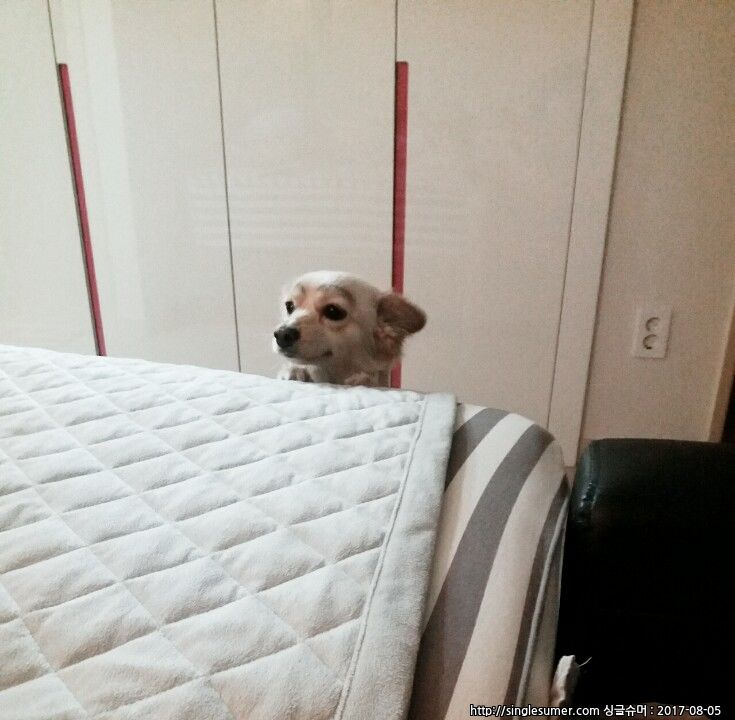 반려동물 개인 분양 | 강아지 고양이 소동물 책임 입양 - 펫찾기 13번째 사진