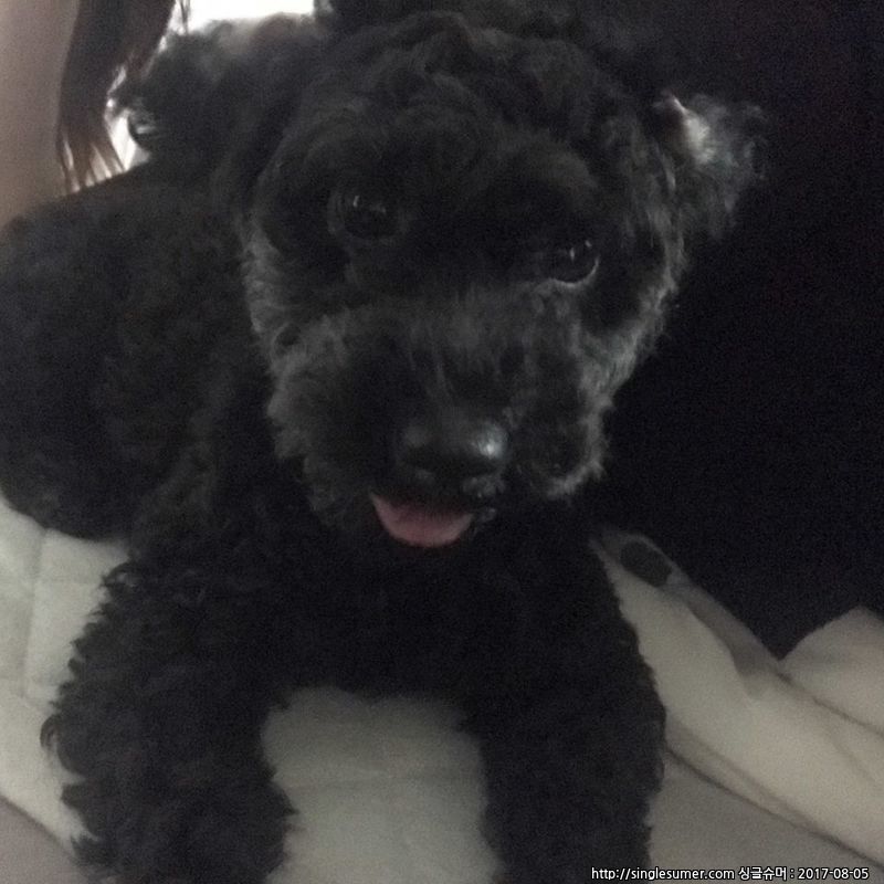 반려동물 개인 분양 | 강아지 고양이 소동물 책임 입양 - 펫찾기 16번째 사진