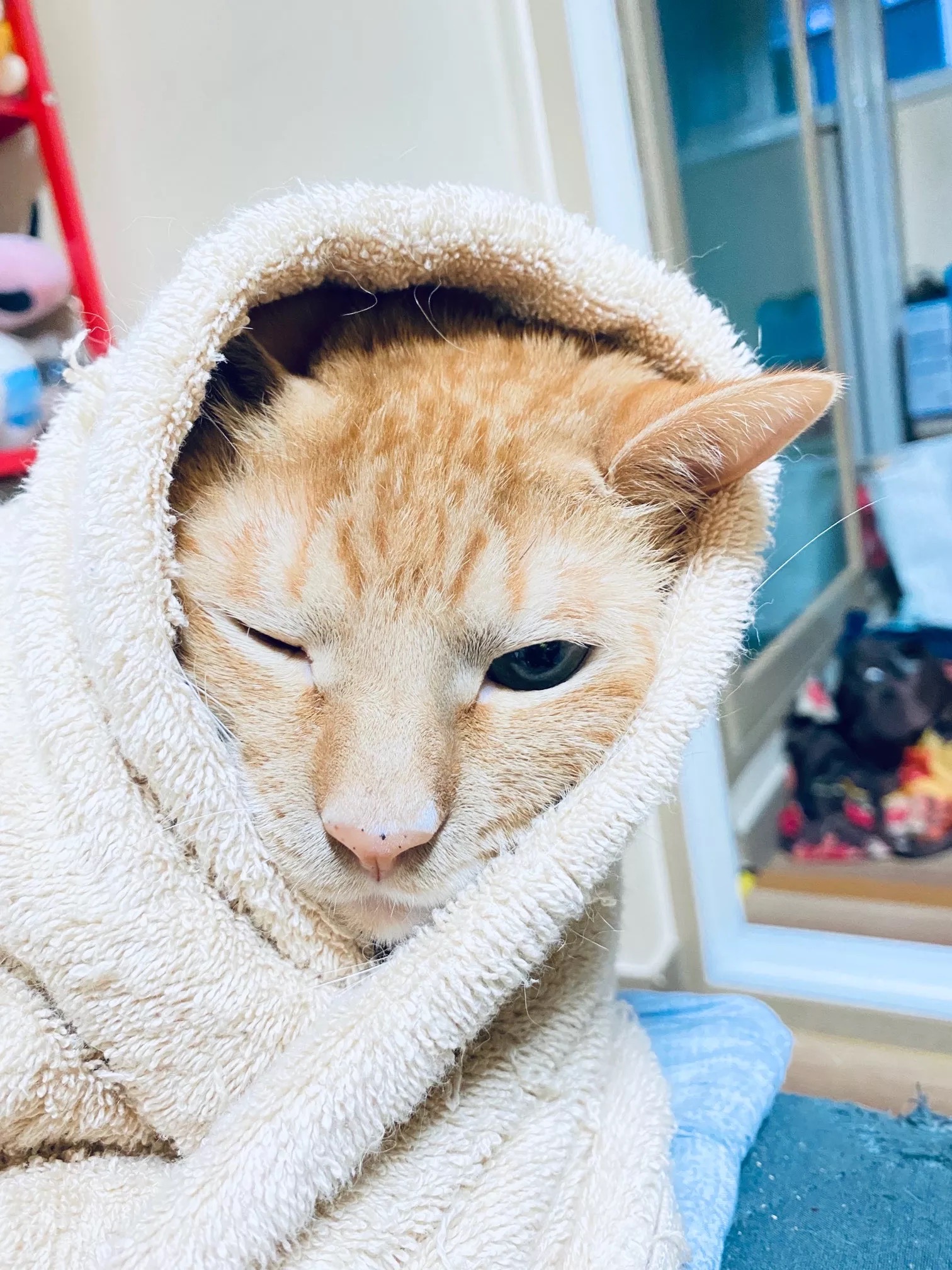 몸이 아파서 ...마음좋은분 저고양이를 때려주세요..무료 6번째 사진