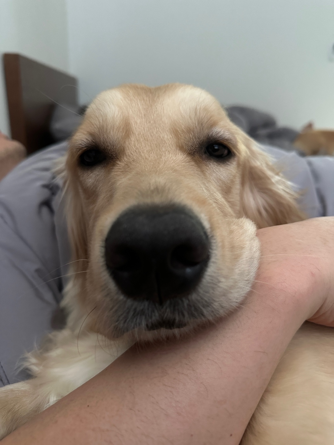 골든리트리버 분양