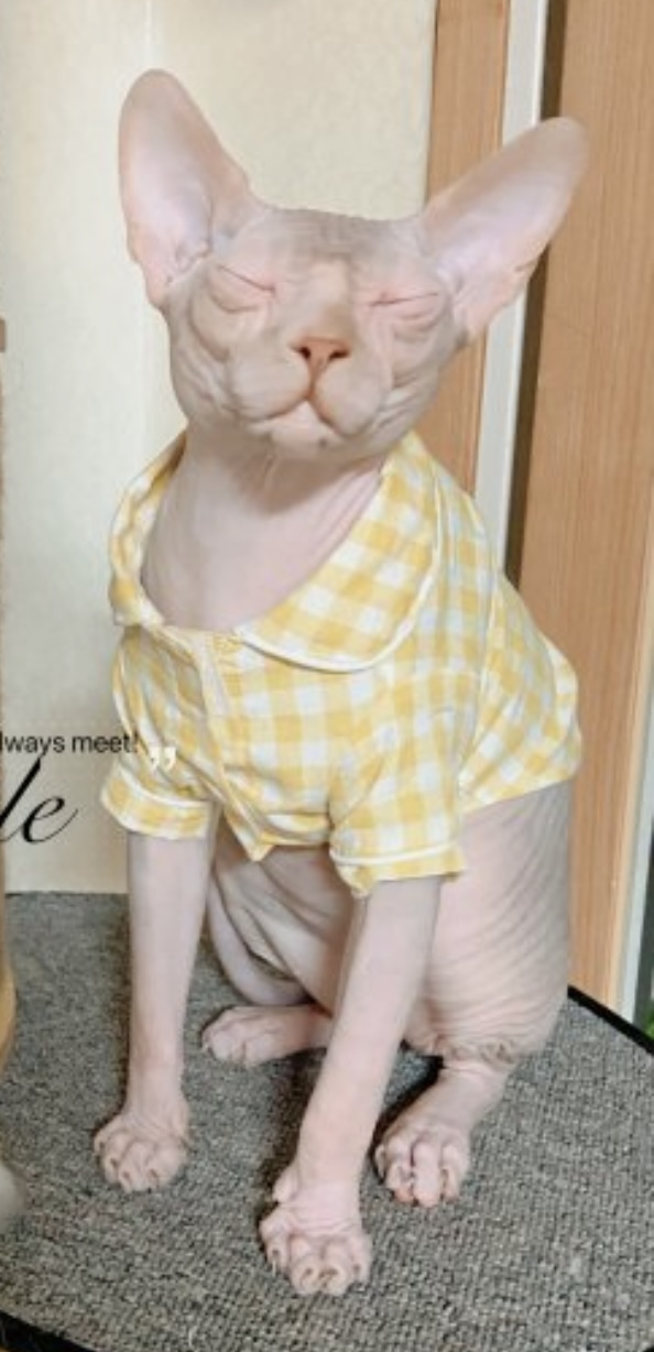 반려동물 개인 분양 | 강아지 고양이 소동물 책임 입양 - 펫찾기 6번째 사진