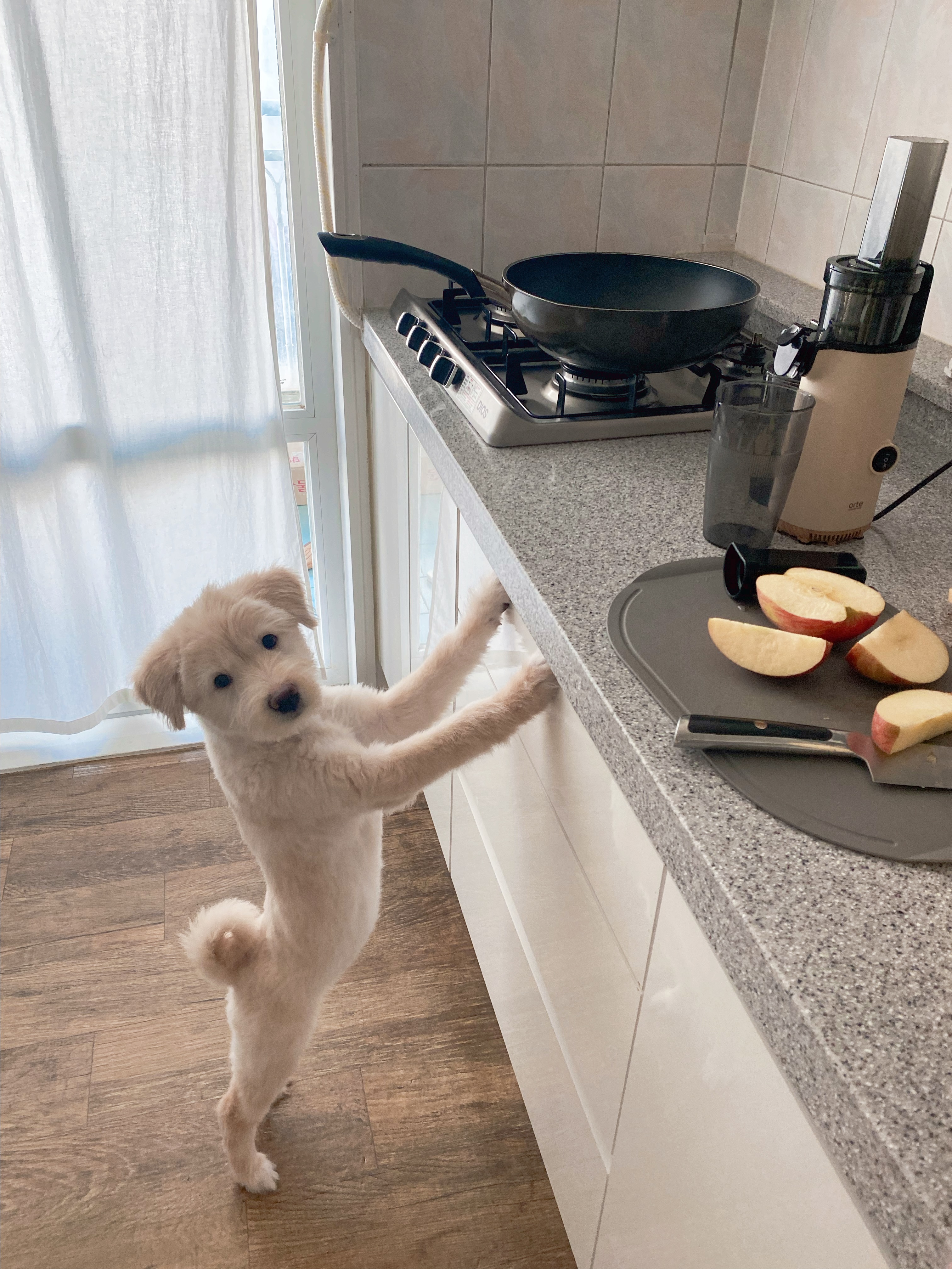 골드리트리버믹스 4개월 이브를사랑으로키워주세요 3번째 사진