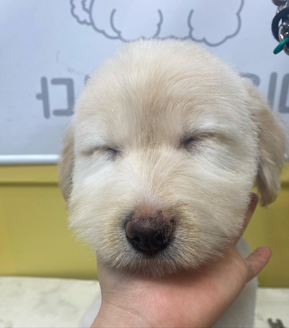 골드리트리버믹스 4개월 이브를사랑으로키워주세요 5번째 사진