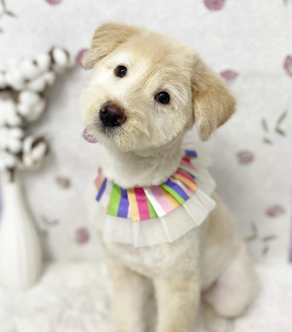 골드리트리버믹스 4개월 이브를사랑으로키워주세요 4번째 사진