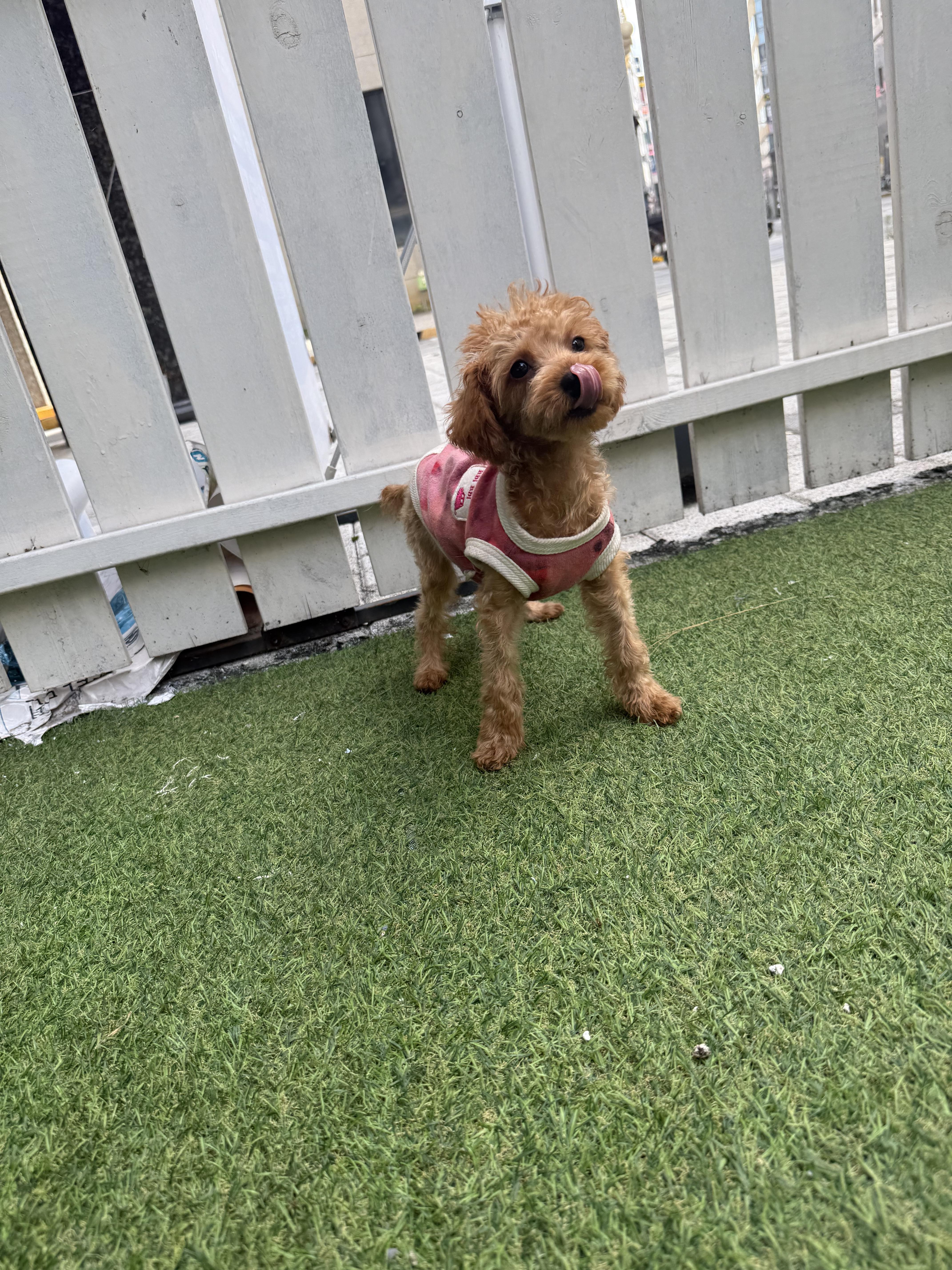 푸들.jpg