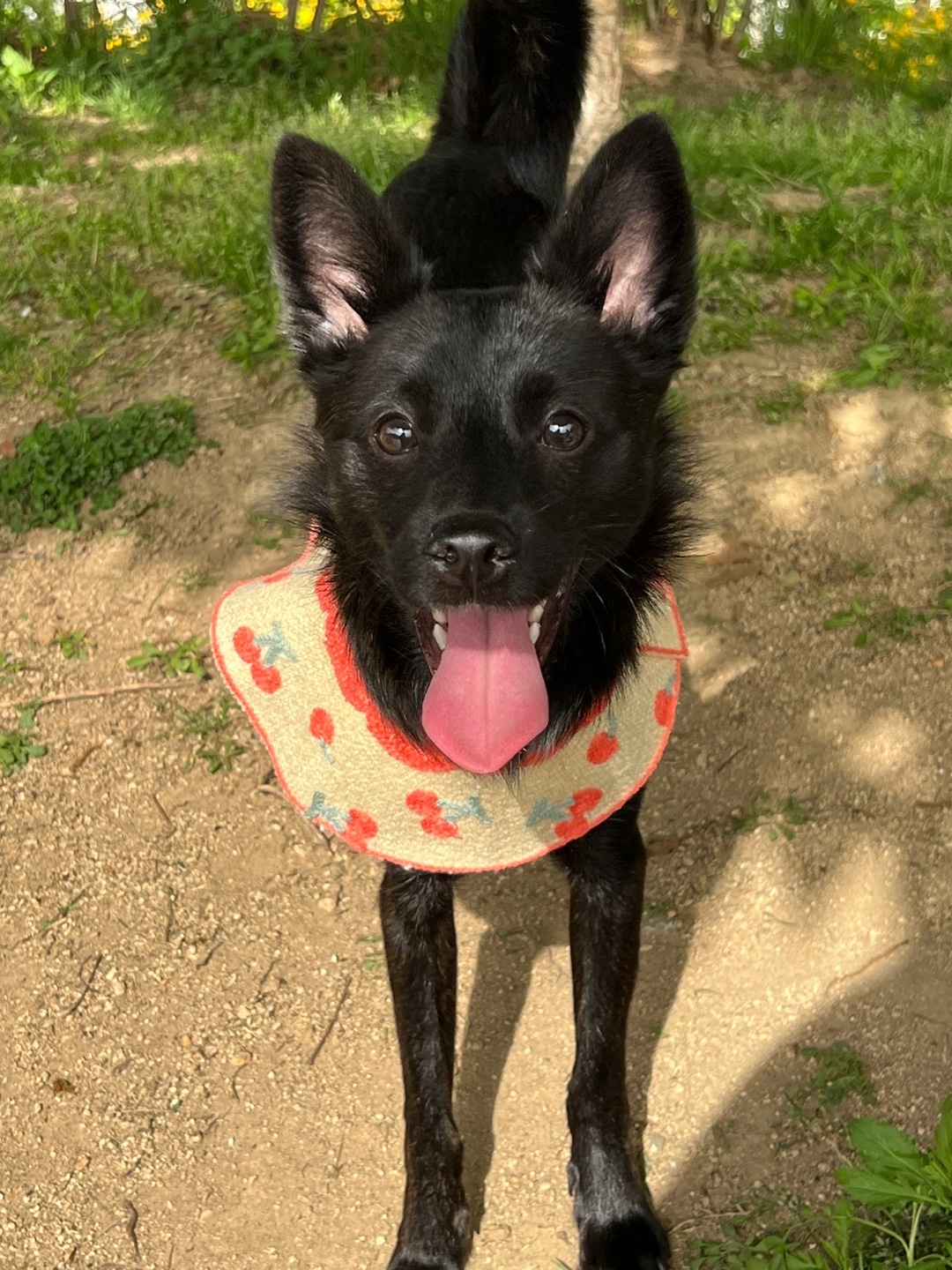 가을이를 분양합니다 2번째 사진