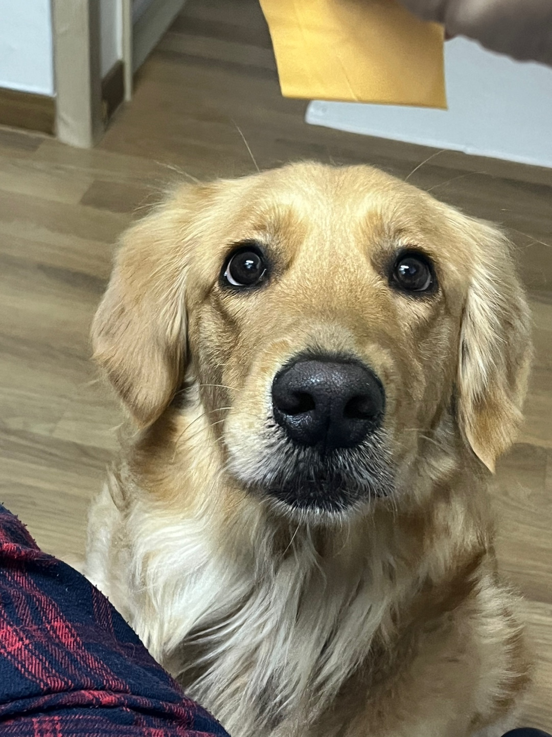 골든리트리버 3살 여아 입니다 ❣️ 8번째 사진