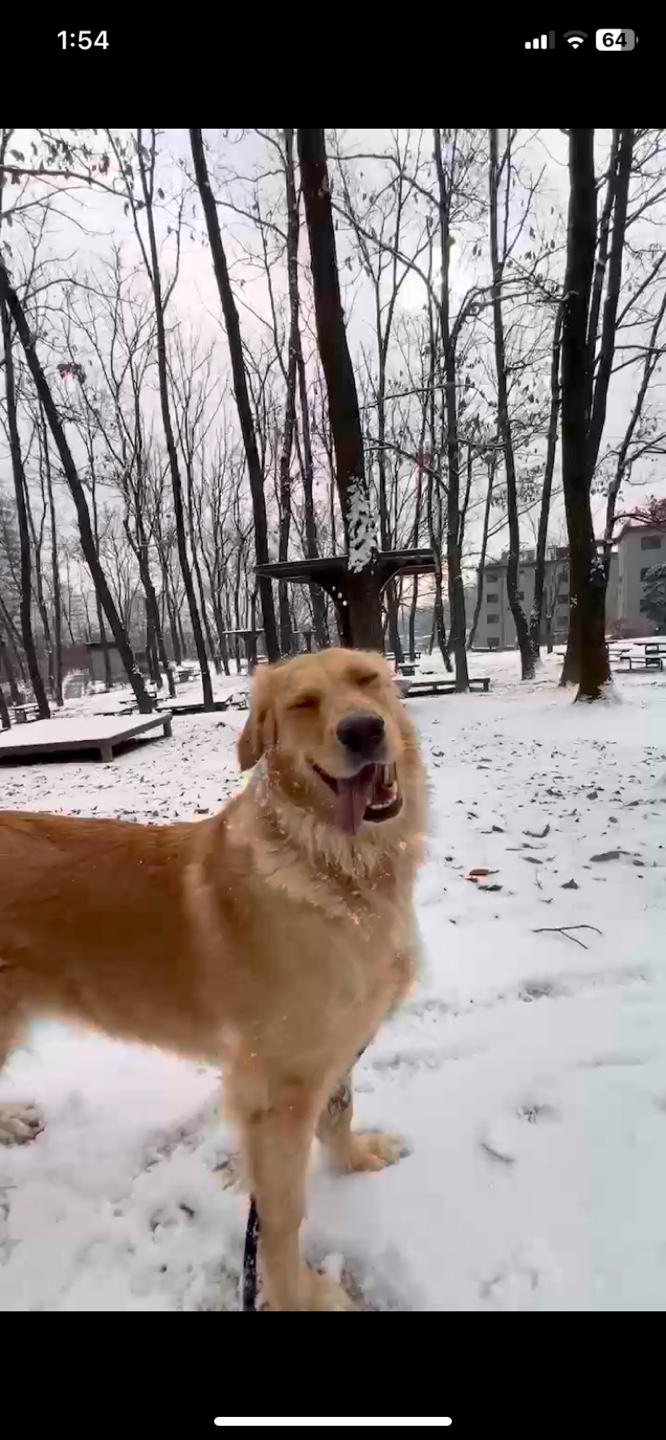 골든리트리버 3살 여아 입니다 ❣️ 7번째 사진