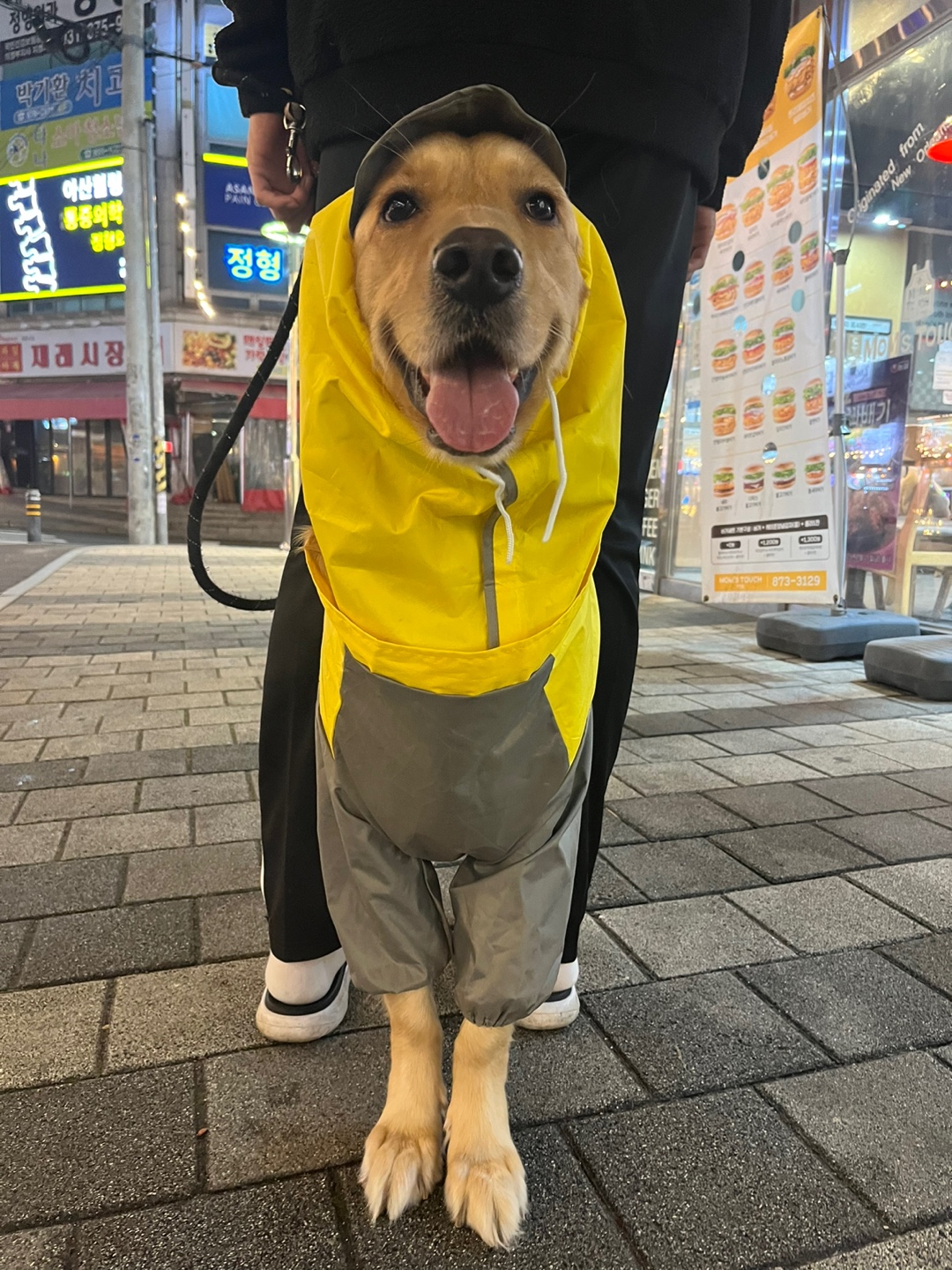 골든리트리버 3살 여아 입니다 ❣️ 6번째 사진