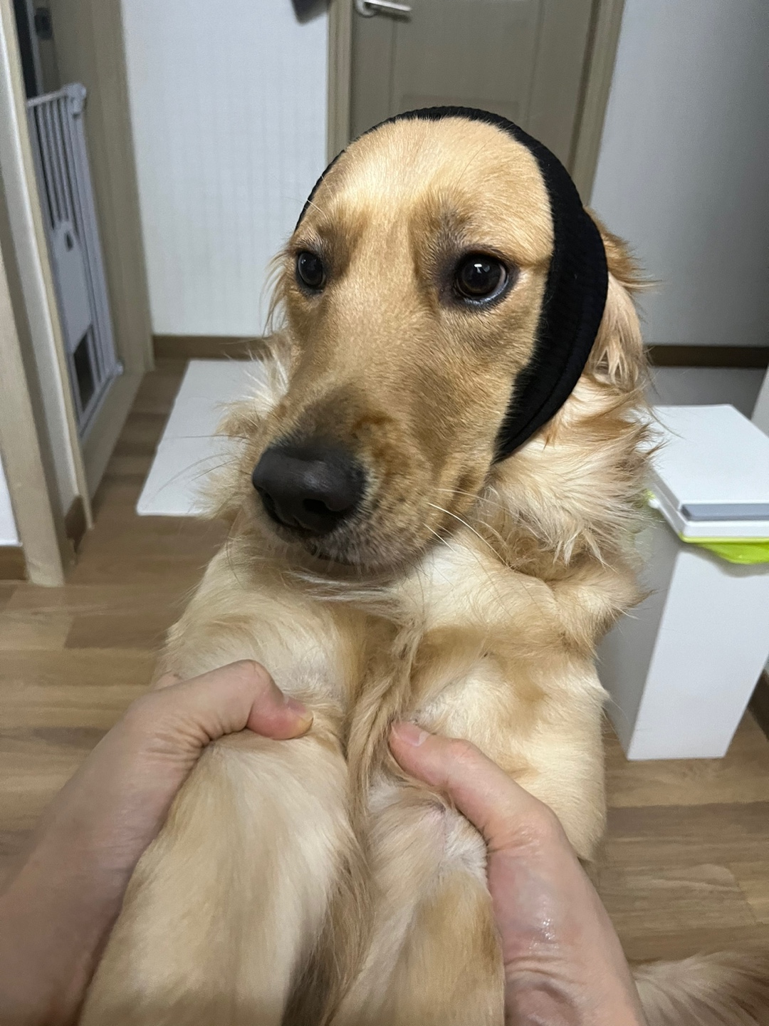 골든리트리버 3살 여아 입니다 ❣️ 9번째 사진