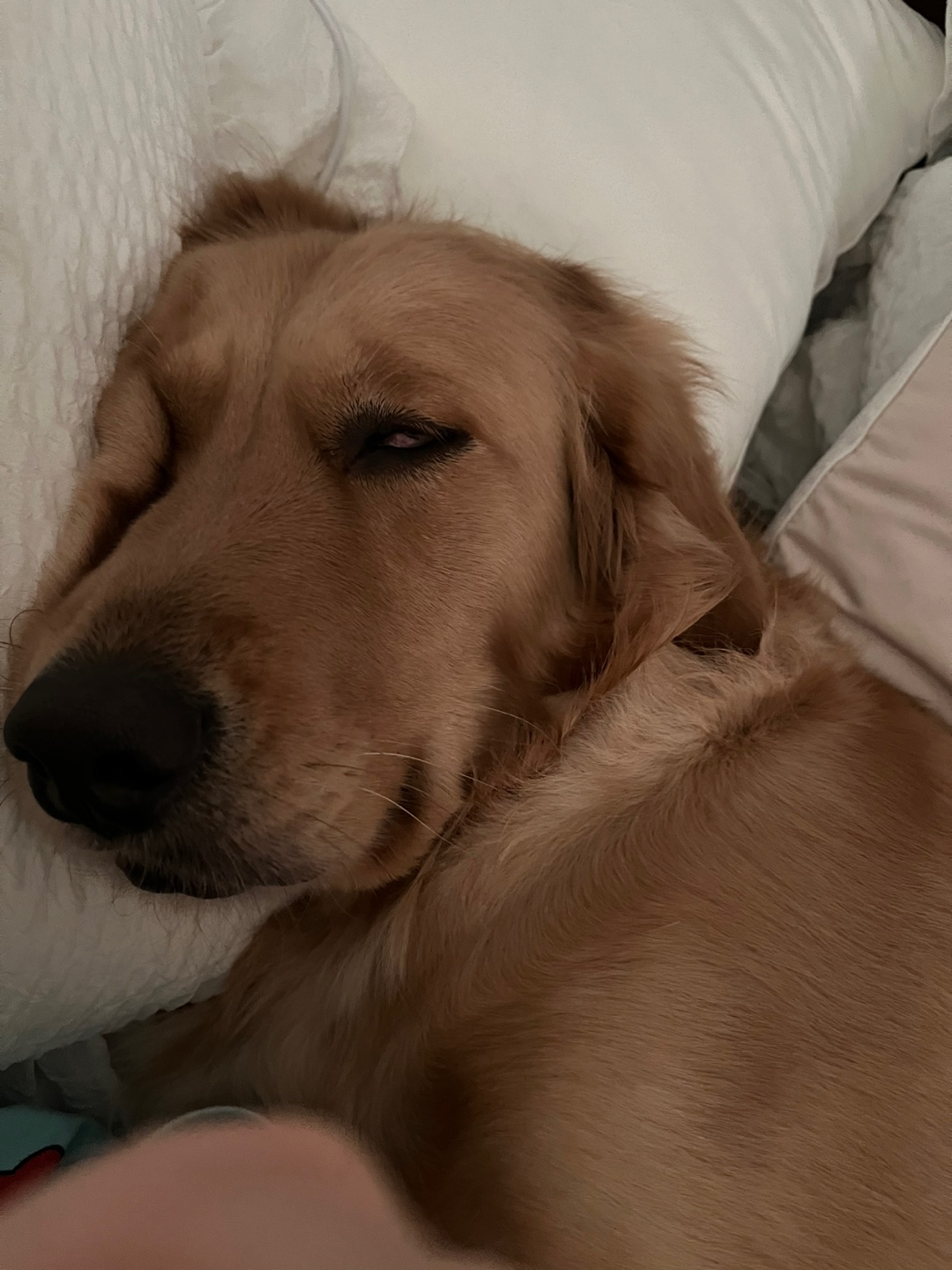 골든리트리버 3살 여아 입니다 ❣️ 10번째 사진