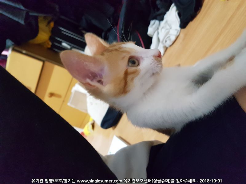2살 코숏 반치즈 중성화완료 고양이 분양해요 3번째 사진