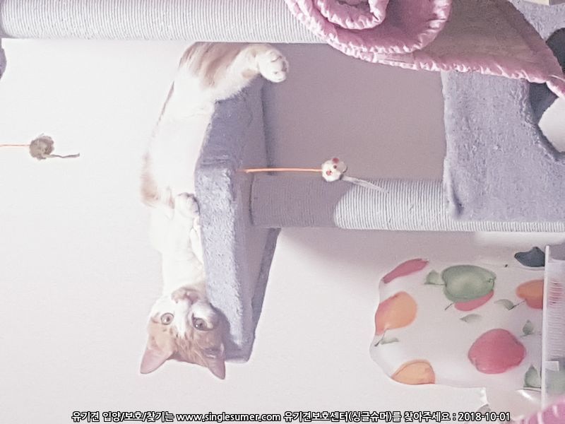 2살 코숏 반치즈 중성화완료 고양이 분양해요 2번째 사진