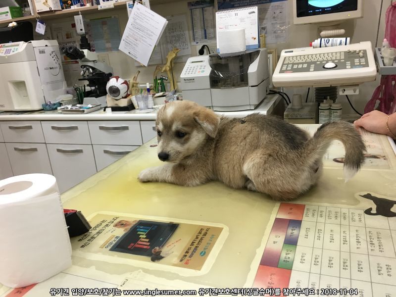9월초에태어난강아지들 4번째 사진