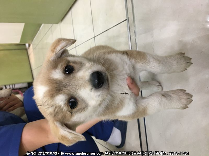 9월초에태어난강아지들 3번째 사진