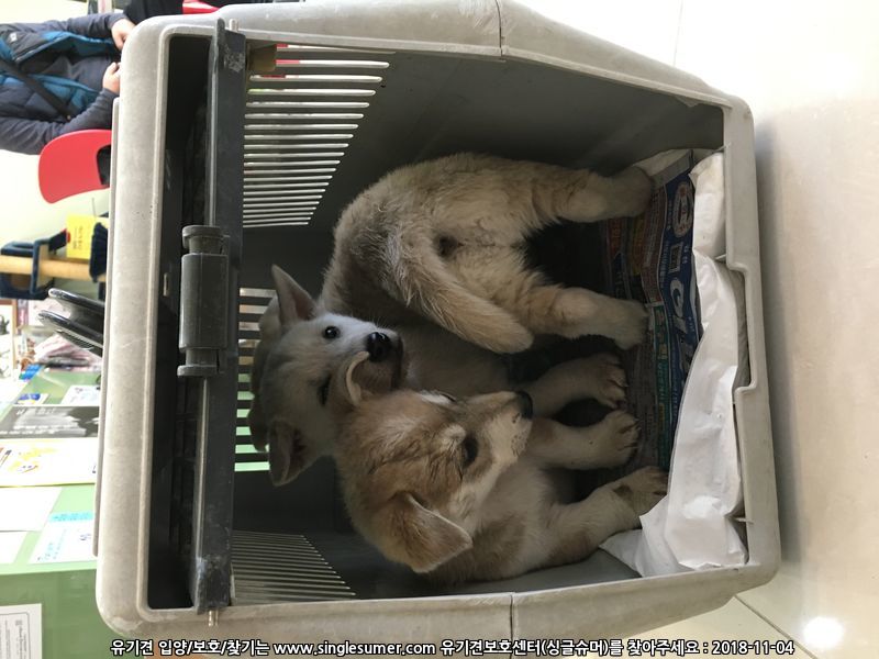 9월초에태어난강아지들 5번째 사진