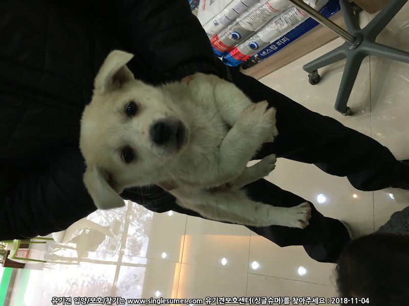 9월초에태어난강아지들 2번째 사진