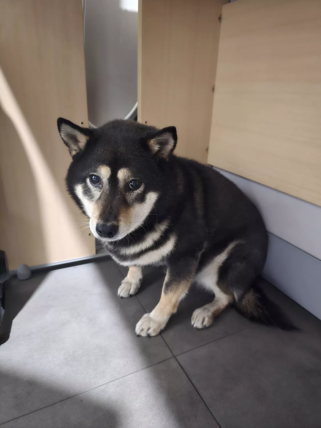 반려동물 개인 분양 | 강아지 고양이 소동물 책임 입양 - 펫찾기 5번째 사진