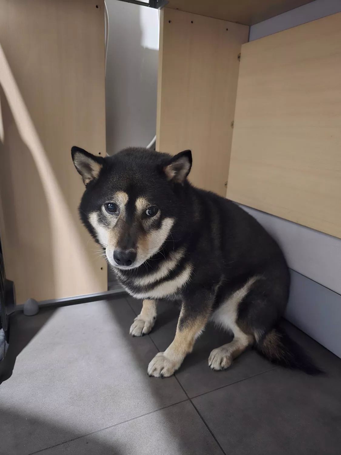 반려동물 개인 분양 | 강아지 고양이 소동물 책임 입양 - 펫찾기 6번째 사진