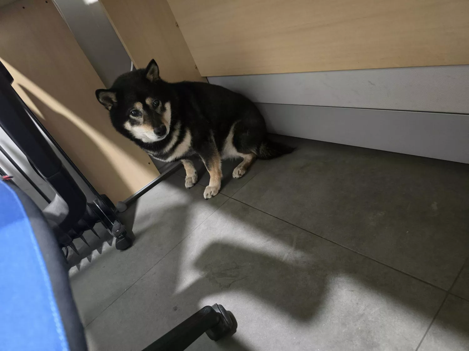 반려동물 개인 분양 | 강아지 고양이 소동물 책임 입양 - 펫찾기 4번째 사진