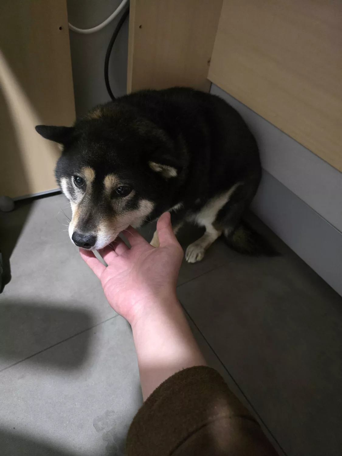 반려동물 개인 분양 | 강아지 고양이 소동물 책임 입양 - 펫찾기 7번째 사진